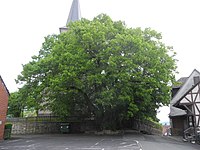 1 linden tree