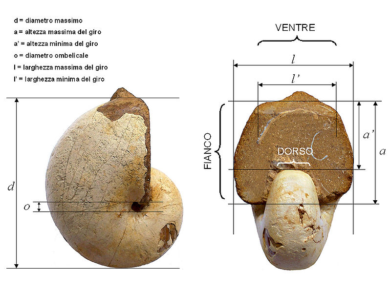 File:Nautiloid morphology.jpg