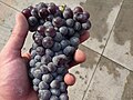 Miniatuur voor Nebbiolo