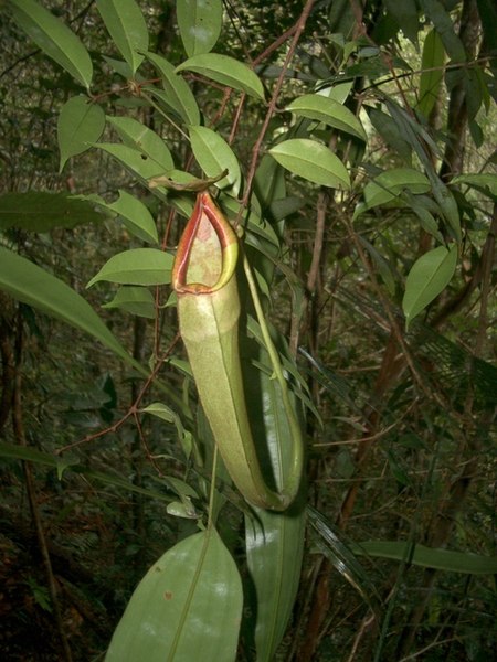 ไฟล์:Nepenthes_longifolia.jpg
