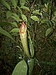 Nepenthes longifolia.jpg