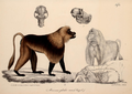 Neue Wirbelthiere zu der Fauna von Abyssinien gehörig (1835) Theropithecus gelada.png