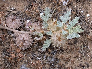 <i>Neurada</i> Genus of Neuradaceae plants