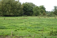 Newton Burgoland Marshes north 5.jpg