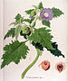 Nicandra physaloides — Flora Batava — Volume v12.jpg