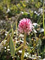 Pink Nigritella, Oisans