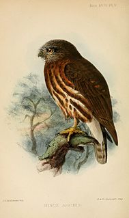 Andaman hawk-owl