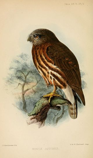 <span class="mw-page-title-main">Andaman boobook</span> Species of owl