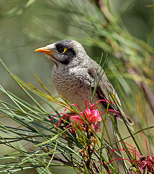 Noisy-Miner-juvenile.jpg