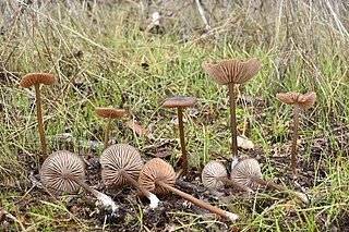 <i>Nolanea</i> Genus of fungi