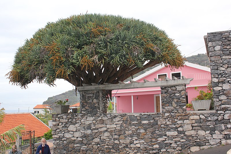 File:Notable Dracaena draco.JPG