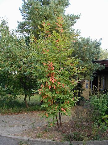 Árbol joven