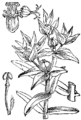 Euphorbia lathyris Káčjak plate 116 in: Martin Cilenšek: Naše škodljive rastline Celovec (1892)