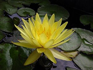 Mexican water lily (Nymphaea mexicana)