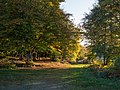 * Nomination Autumnal beeches at sunset. Okina mountain pass, Álava, Basque Country, Spain --Basotxerri 16:56, 30 November 2016 (UTC) * Promotion Nice composition. --KaiBorgeest 22:37, 30 November 2016 (UTC)