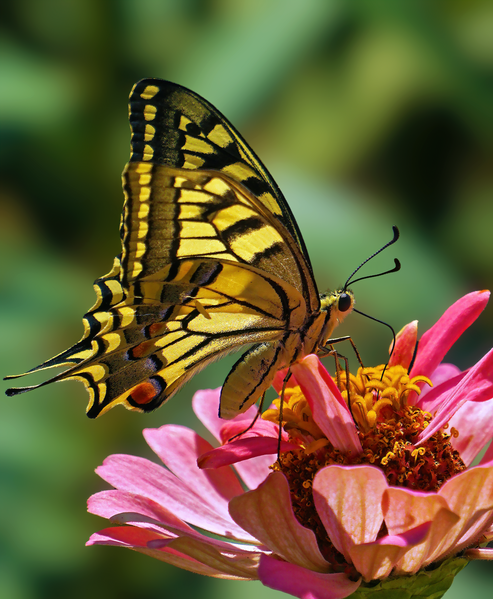 File:Old World Swallowtail imported from iNaturalist photo 133794472 on 7 March 2024.png