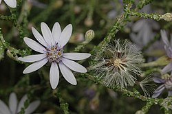 Olearia ramosissima.jpg