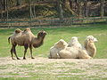 Bactrian camel