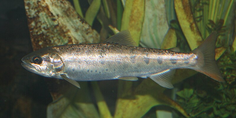 File:Oncorhynchus masou in Aquarium 2011-09-11.jpg