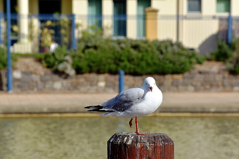 File:One-legged Silver gull.jpg