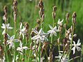 Onionweed Asphodelus fistulosus