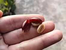 Beans inside a Coffea arabica fruit Open coffee cherry.jpg