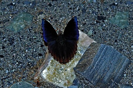 Dorsal view