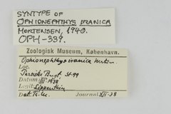 File:Ophionephthys iranica - OPH-000339 label.tif (Category:Echinodermata in the Natural History Museum of Denmark)