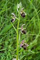 Ophrys × nouletii 05.jpg