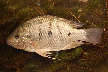 Oreochromis andersonii