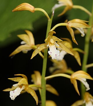 <i>Oreorchis patens</i> Species of orchid