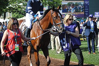 Oscar Performance American-bred Thoroughbred racehorse