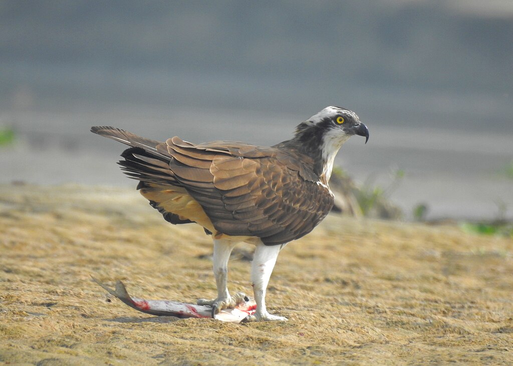 Osprey with a fish