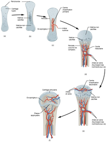 Ossification endochondrale.png