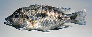 <i>Otopharynx brooksi</i> Species of fish