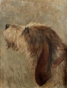 Otterhound by Frances C. Fairman, circa 1900