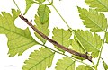 * Nomination Late instar larva of Ourapteryx clara formosana from Mt. Lidong, Taiwan. --Tiouraren 15:15, 4 February 2024 (UTC) * Promotion  Support Good quality. --Poco a poco 17:28, 5 February 2024 (UTC)