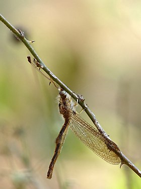 Exemplar macho da espécie Ascalaphus sinister.