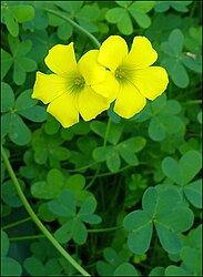 Oxalis pes-caprae in Israel. Picture I taken with Zachi Evenor.