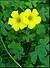 Oxalis-pes-caprae-16-Zachi-Evenor.jpg