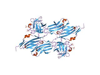 Immunoglobulin I-set domain