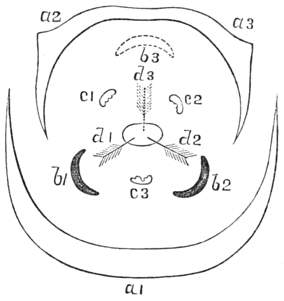 File:PSM V22 D693 Symmetrical arrangement of the stamen.png