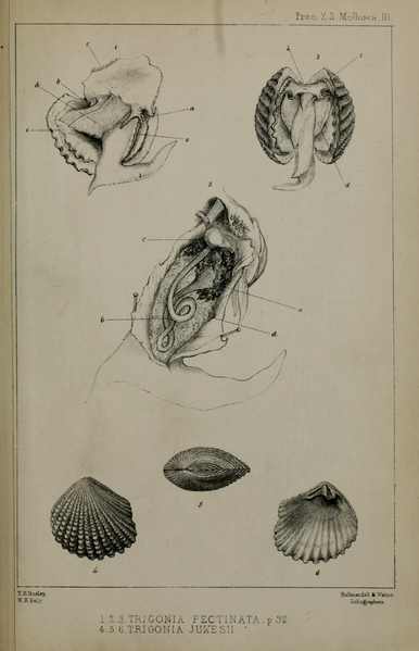 File:PZSL1849PlateMollusca03.png