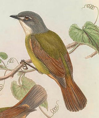 <span class="mw-page-title-main">Green-backed robin</span> Species of songbird native to New Guinea