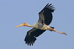 Painted stork (Mycteria Leucocephala) in flight.jpg