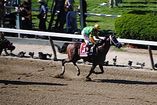 Palace Malice American-bred Thoroughbred racehorse