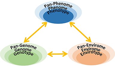 phenotype definition