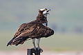 * Nomination Osprey being bullied by A spur-winged lapwing Flyby. Valley of Springs Region, Israel. מינוזיג 08:38, 6 March 2015 (UTC) * Decline Also an unfortunate focus. The head isn't as sharp as it could be. --Ximonic 02:28, 13 March 2015 (UTC)