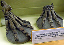 P. bathmodon fore and hind foot casts at the Museum fur Naturkunde, Berlin Pantolambda bathmodon.jpg