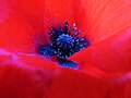 * Nomination Interior of a common poppy, pistil with pollen scattered on the inside of the petals--PROPOLI87 20:43, 26 April 2020 (UTC) * Decline  Oppose Insufficient quality. Sorry. It's not sharp enough (at f/5) and there are CAs. --XRay 05:16, 3 May 2020 (UTC)